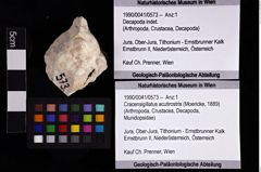 Foto (Objket + Etiketten) von Cracensigillatus acutirostris (Moericke, 1889) 